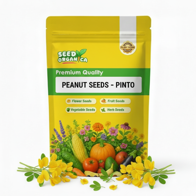 Peanut Seeds – Pinto