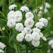 Pearl White Yarrow Seeds