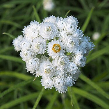 Pearly Everlasting Seeds 
