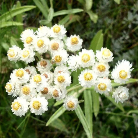 Pearly Everlasting Seeds 