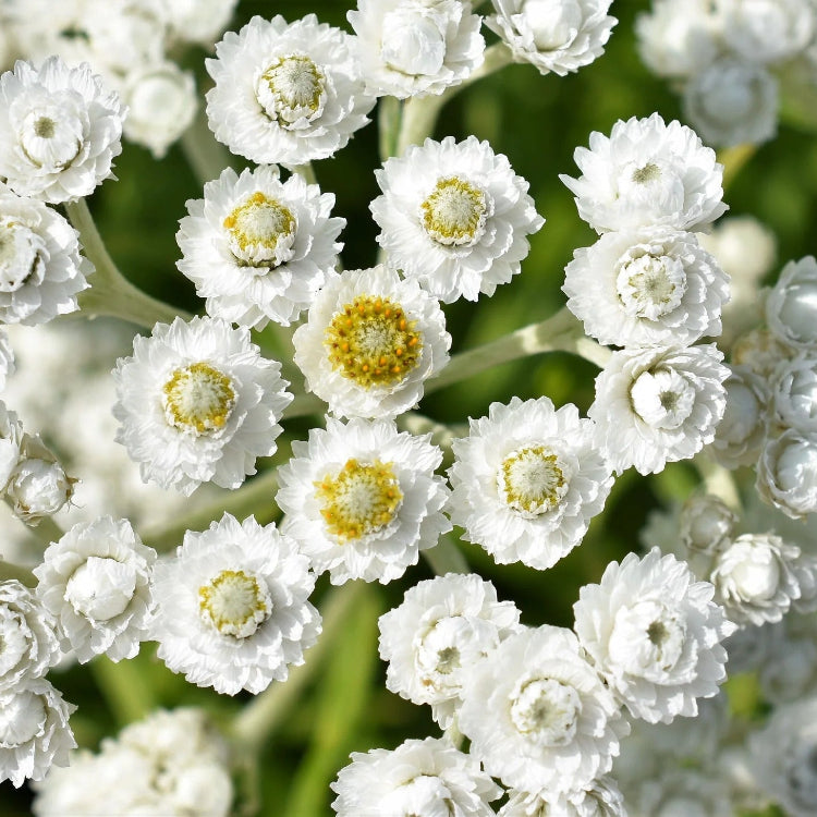 Pearly Everlasting Seeds 
