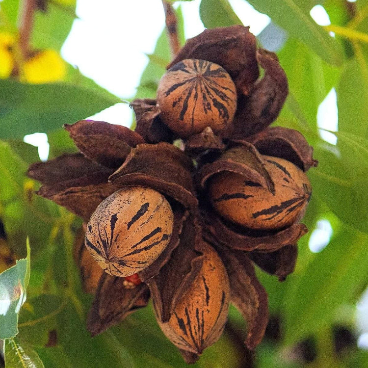 Pecan Seeds – Northern (Carya illinoinensis)