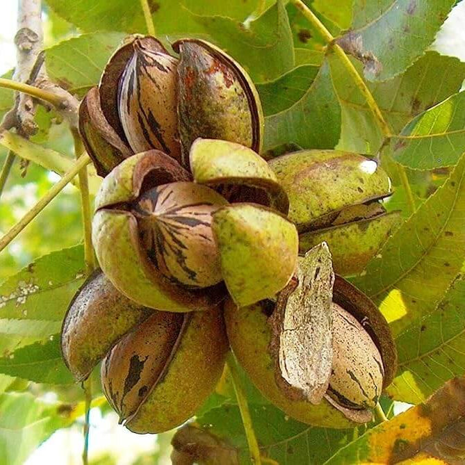 Pecan Seeds – Northern (Carya illinoinensis)