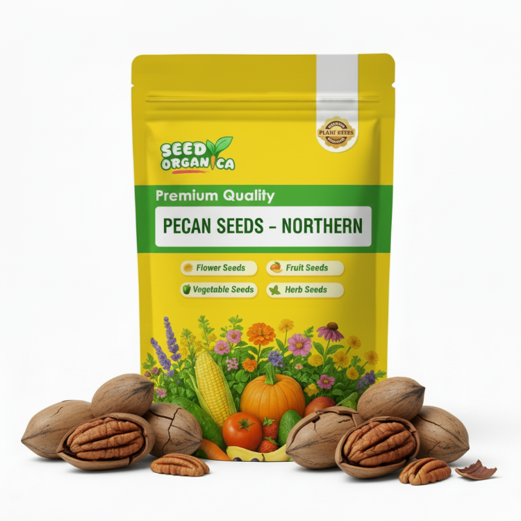 Pecan Seeds – Northern
