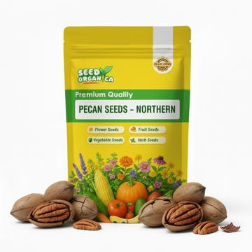 Pecan Seeds – Northern