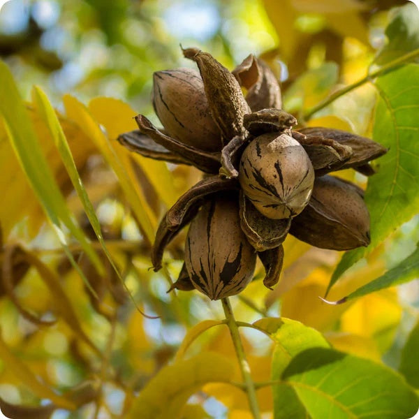 Pecan Seeds – Northern (Carya illinoinensis)