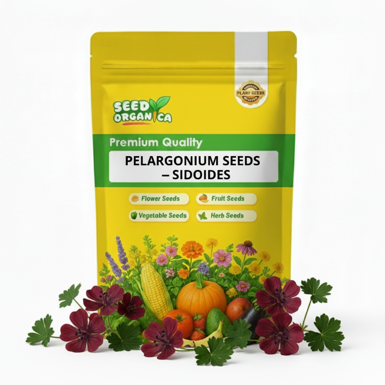 Pelargonium Seeds – Sidoides