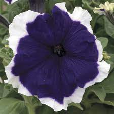 Pelletized Frost Kirsche Petunia Seeds