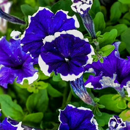 Pelletized Frost Kirsche Petunia Seeds