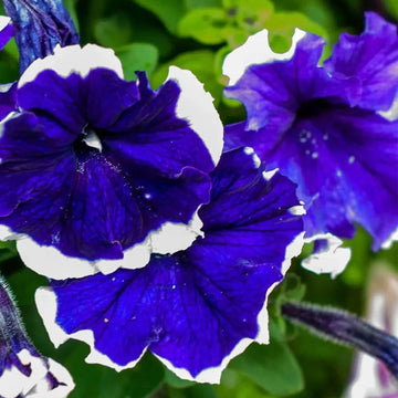 Pelletized Frost Kirsche Petunia Seeds