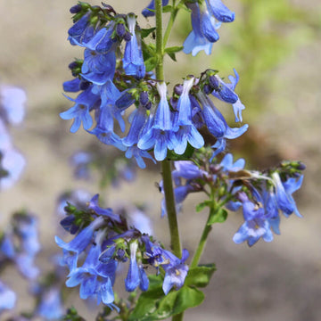 Penstemon Heterophyllus Seeds – Wildflower Mix