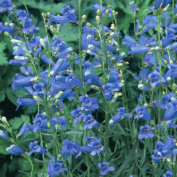 Penstemon Heterophyllus Seeds – Wildflower Mix