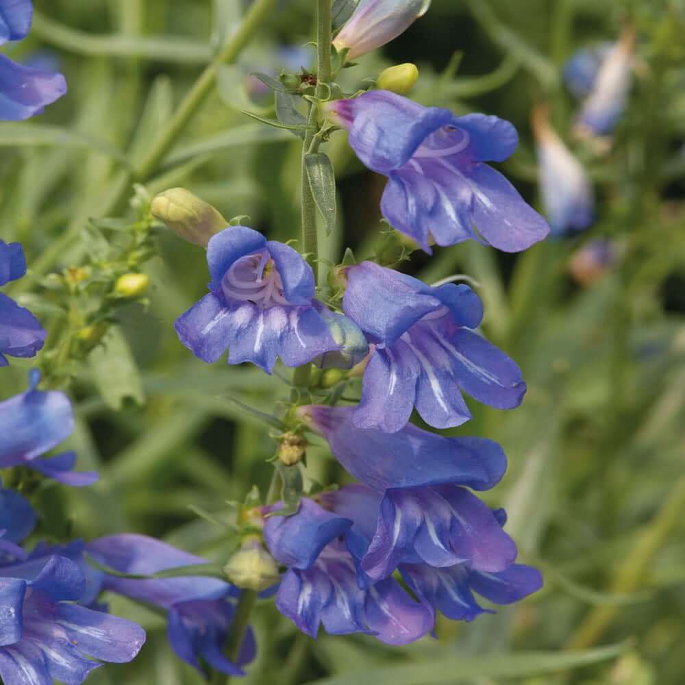 Penstemon Heterophyllus Seeds – Wildflower Mix