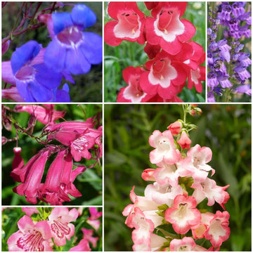 Penstemon Seeds - All In One For Home Gardens