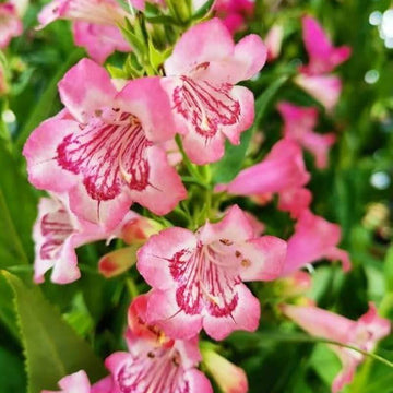 Penstemon Seeds - All In One For Home Gardens