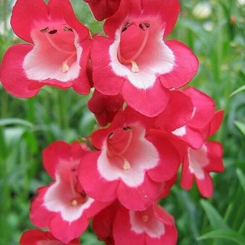 Penstemon Seeds - All In One For Home Gardens