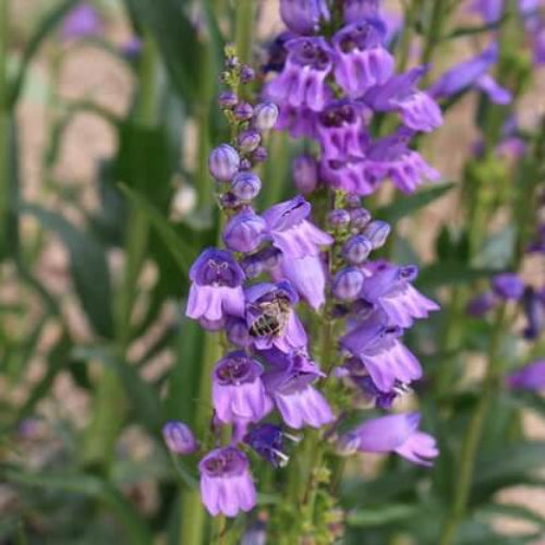 Penstemon Seeds - All In One For Home Gardens