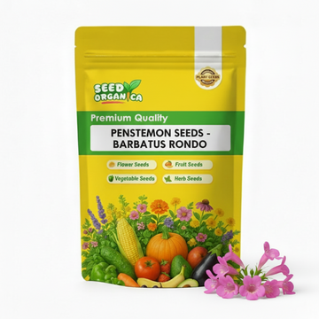 Penstemon Seeds - Barbatus Rondo