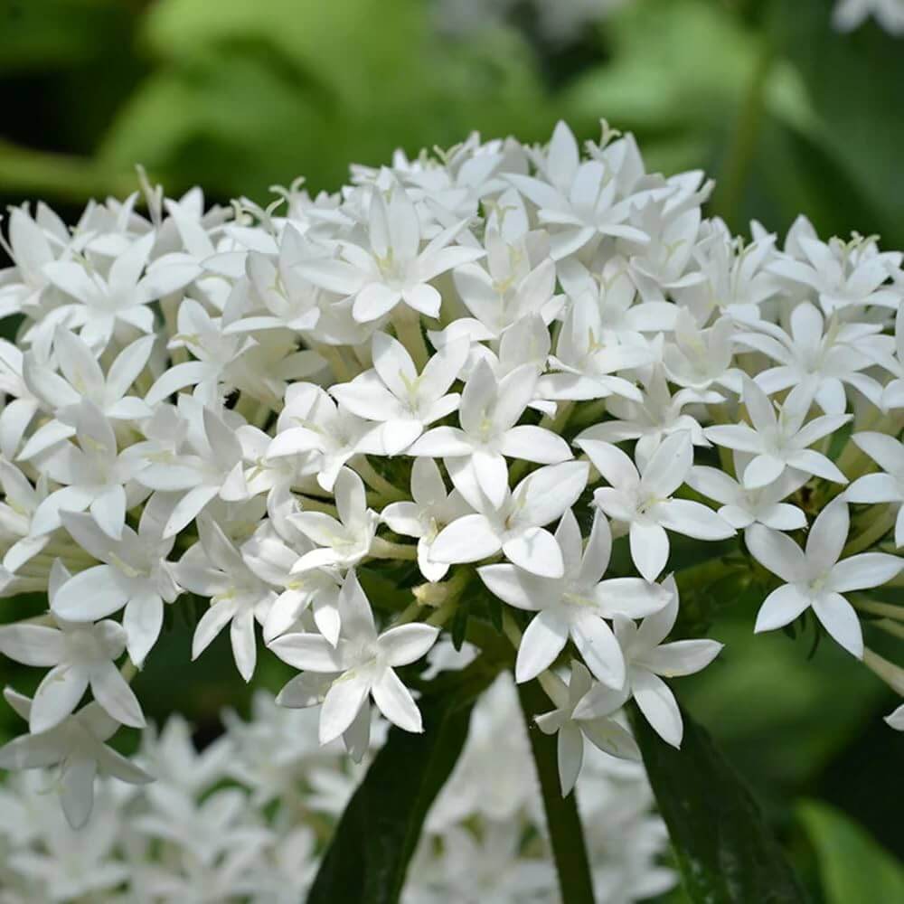 Pentas Seeds – White Starla – Wildflower