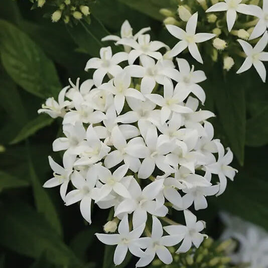 Pentas Seeds – White Starla – Wildflower