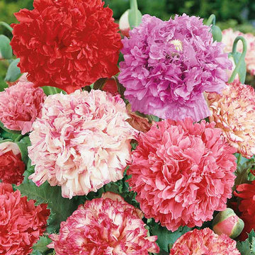 Peony Double Mix Poppy Seeds - Flower Plant