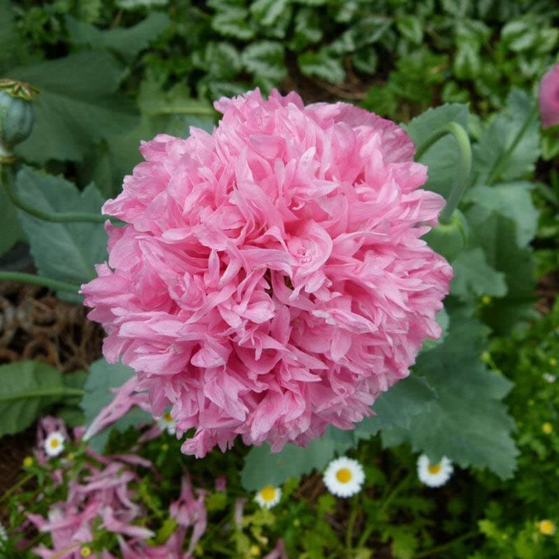 Peony Double Mix Poppy Seeds - Flower Plant