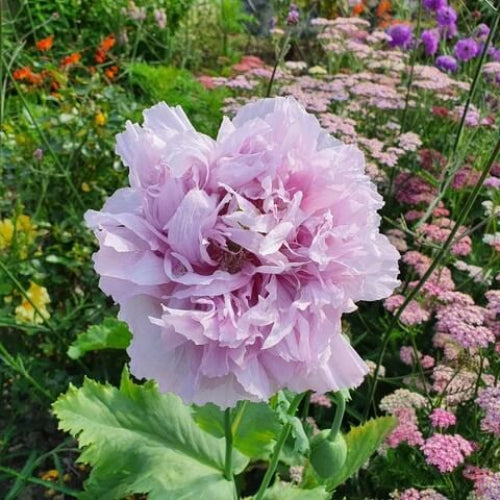 Peony Double Mix Poppy Seeds - Flower Plant