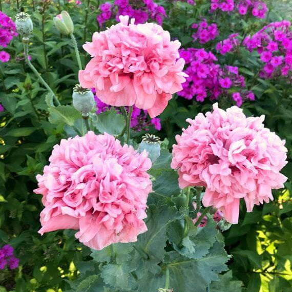 Peony Double Mix Poppy Seeds - Flower Plant