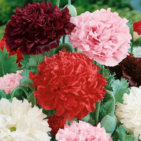 Peony Double Mix Poppy Seeds - Flower Plant