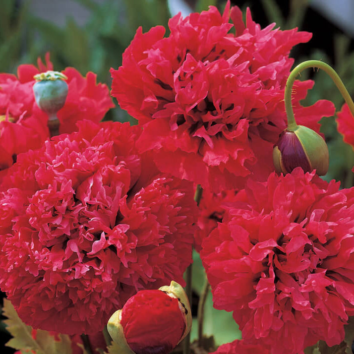 Peony Double Mix Poppy Seeds - Flower Plant