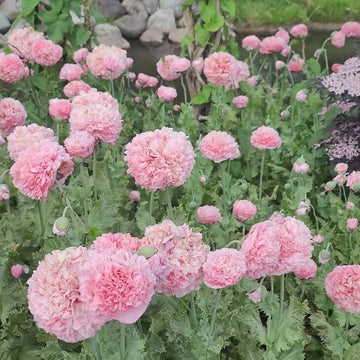 Peony Poppy Seeds - Flower Plant