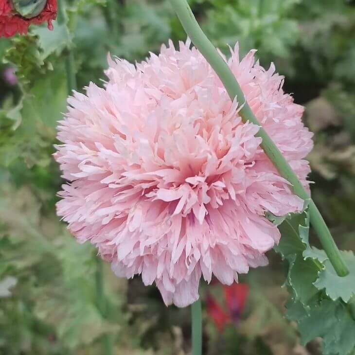 Peony Poppy Seeds - Flower Plant