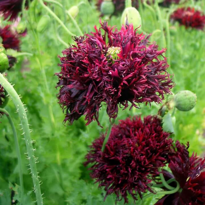 Peony Poppy Seeds - Flower Plant