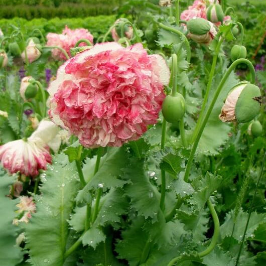 Peony Poppy Seeds - Flower Plant