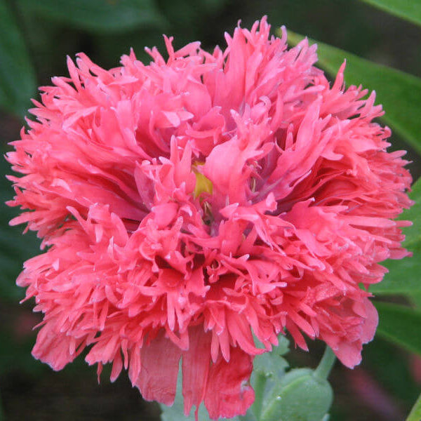 Peony Poppy Seeds - Flower Plant