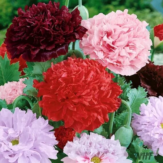 Peony Poppy Seeds - Flower Plant