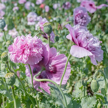 Peony Poppy Seeds - Flower Plant