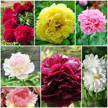 Peony Seeds - All In One For Home Gardens