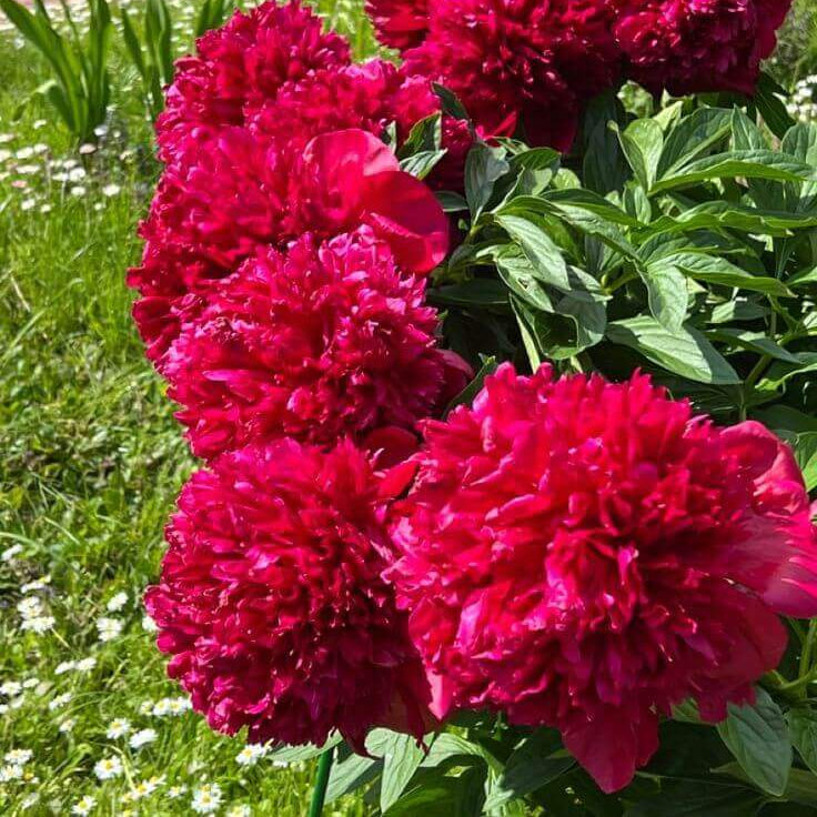 Peony Seeds - All In One For Home Gardens