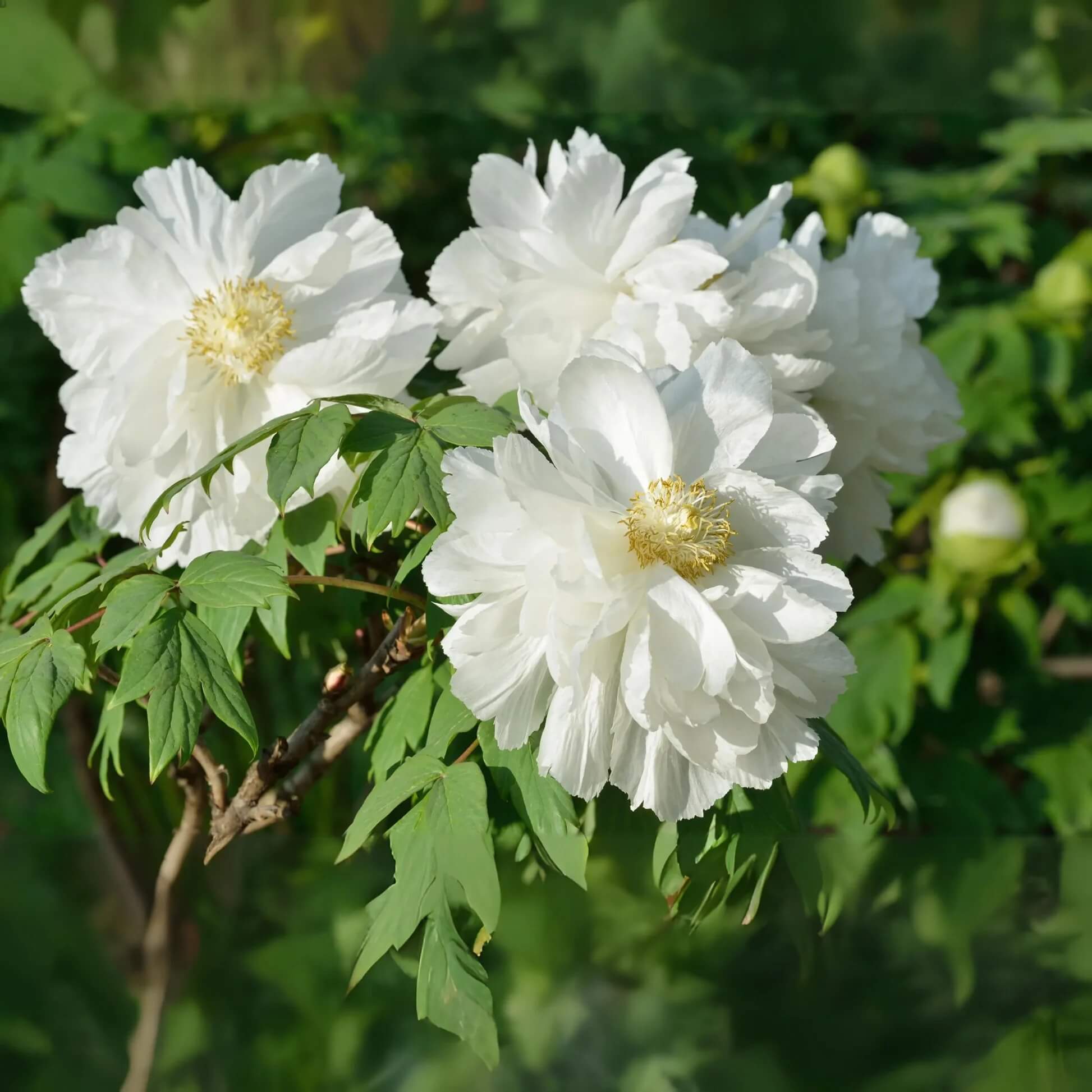 Peony Seeds - All In One For Home Gardens