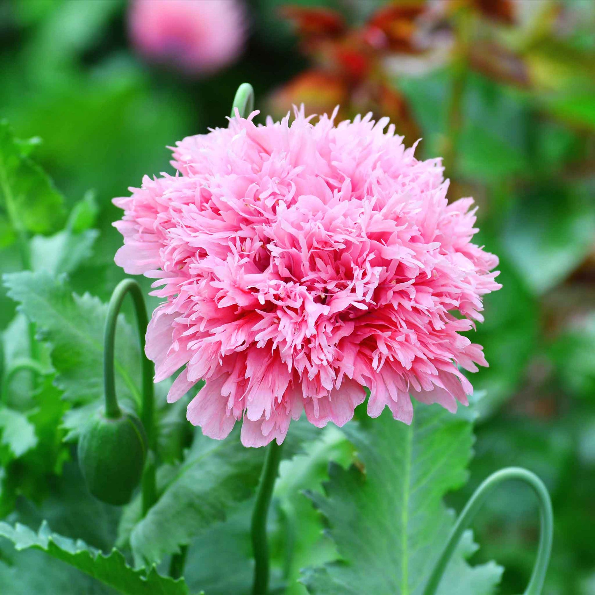 Peony Seeds - All In One For Home Gardens