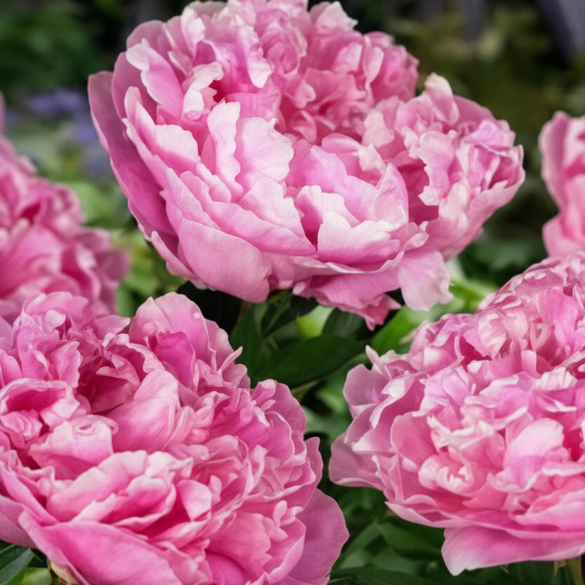 Peony Seeds – Candy Stripe (Paeonia lactiflora)