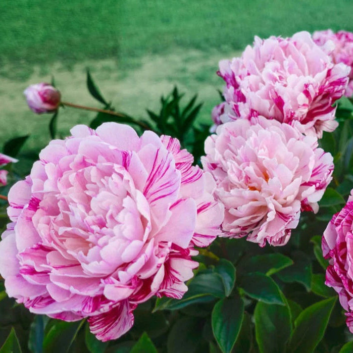 Peony Seeds – Candy Stripe (Paeonia lactiflora)