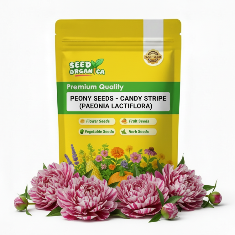 Peony Seeds – Candy Stripe (Paeonia lactiflora)
