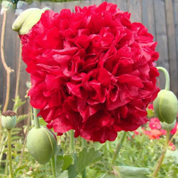 Peony Seeds – Red