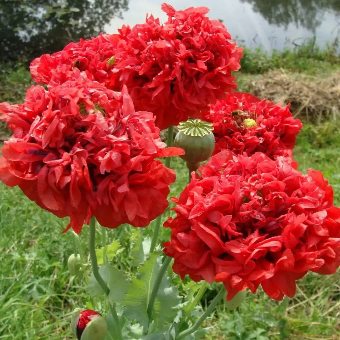 Peony Seeds – Red