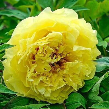 Peony Seeds – Yellow