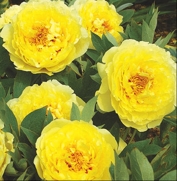 Peony Seeds – Yellow