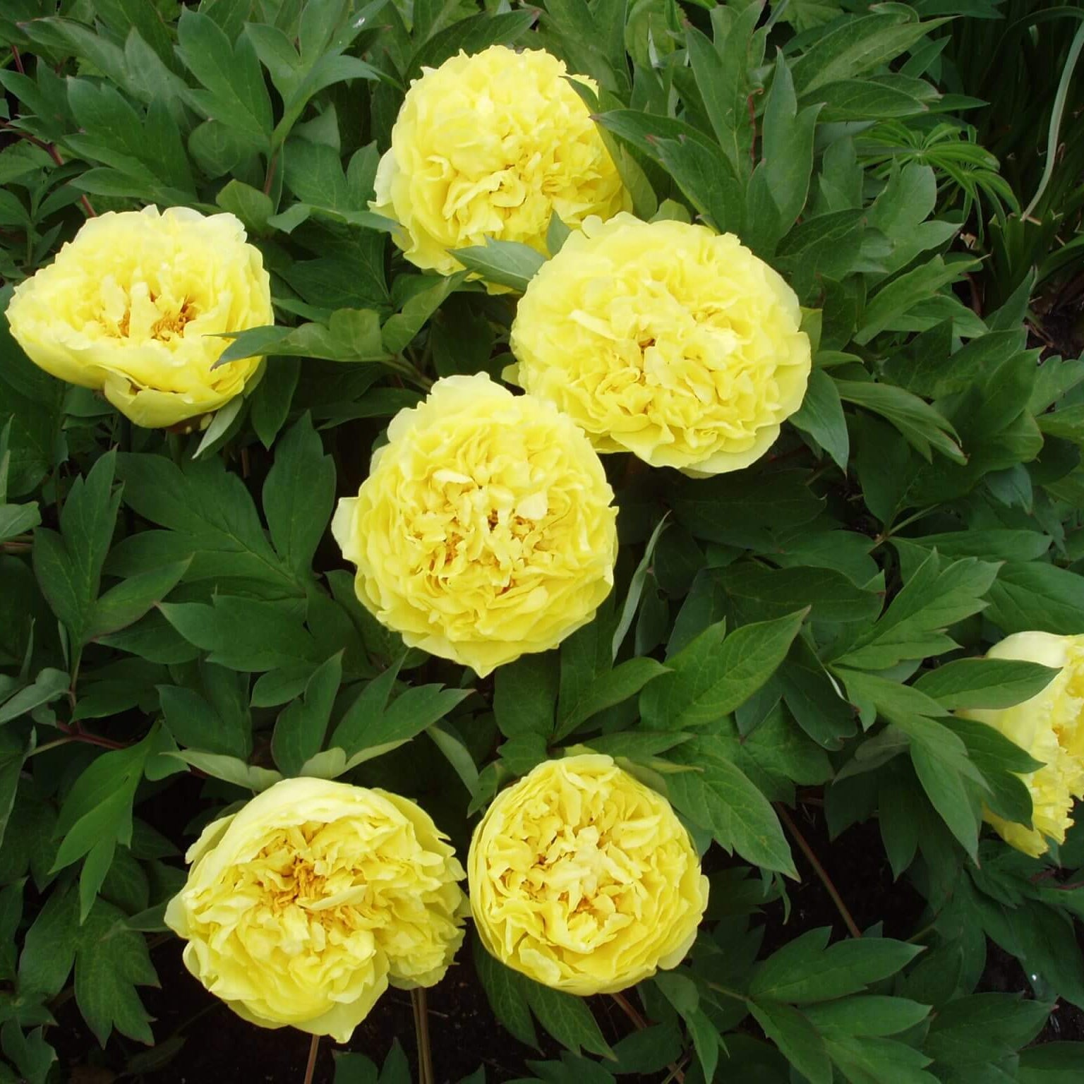 Peony Seeds – Yellow