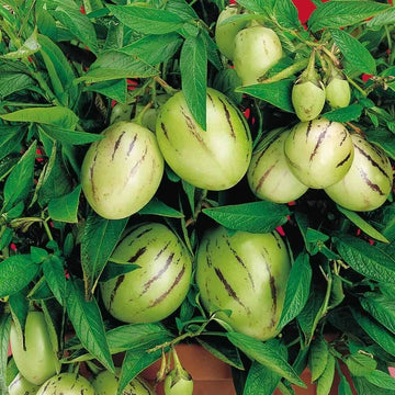 Pepino Melon Seeds For Planting - Fruit Plant